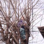 Vijon aksioni i krasitjes së pemëve në Prizren Drejtoria e Shërbimeve Publike në Prizren po vazhdon aksionin e krasit…